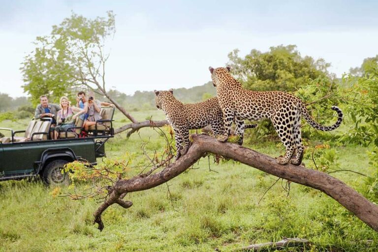 Top 10 African Safari Tours for an Unforgettable Wildlife Experience