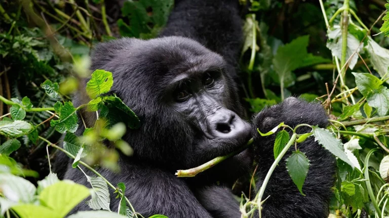 Best Gorilla Tours in Africa: Top Destinations, Experiences, and Eco Travel Insights
