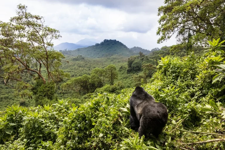 Luxury Gorilla Trekking: A Complete Guide to Exclusive Primate Adventures in Africa
