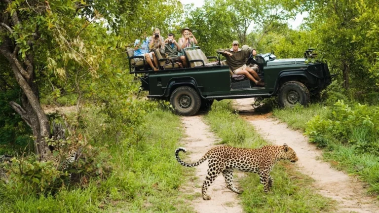 Bespoke Safari Holidays: A Complete Guide to Tailor-Made Wildlife Adventures in Africa