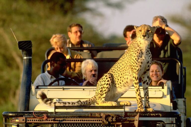 Best Rated African Safari Tours for Wildlife Adventures in 2025